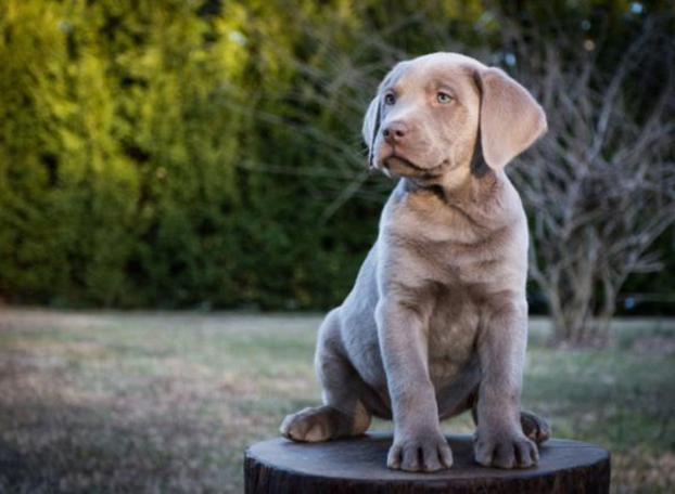 Silver Valley Labradors | Stanley, Virginia